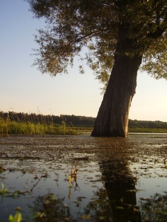 одинокое дерево
