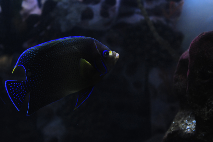 Neon fish