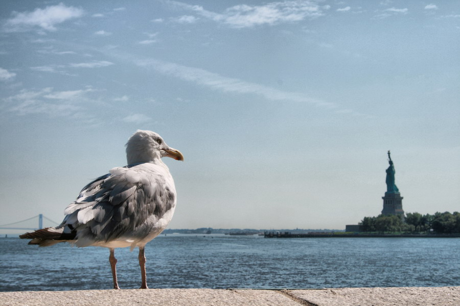 Seagull of Liberty