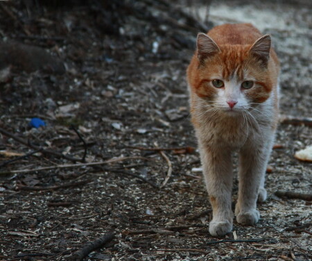 Хозяин двора