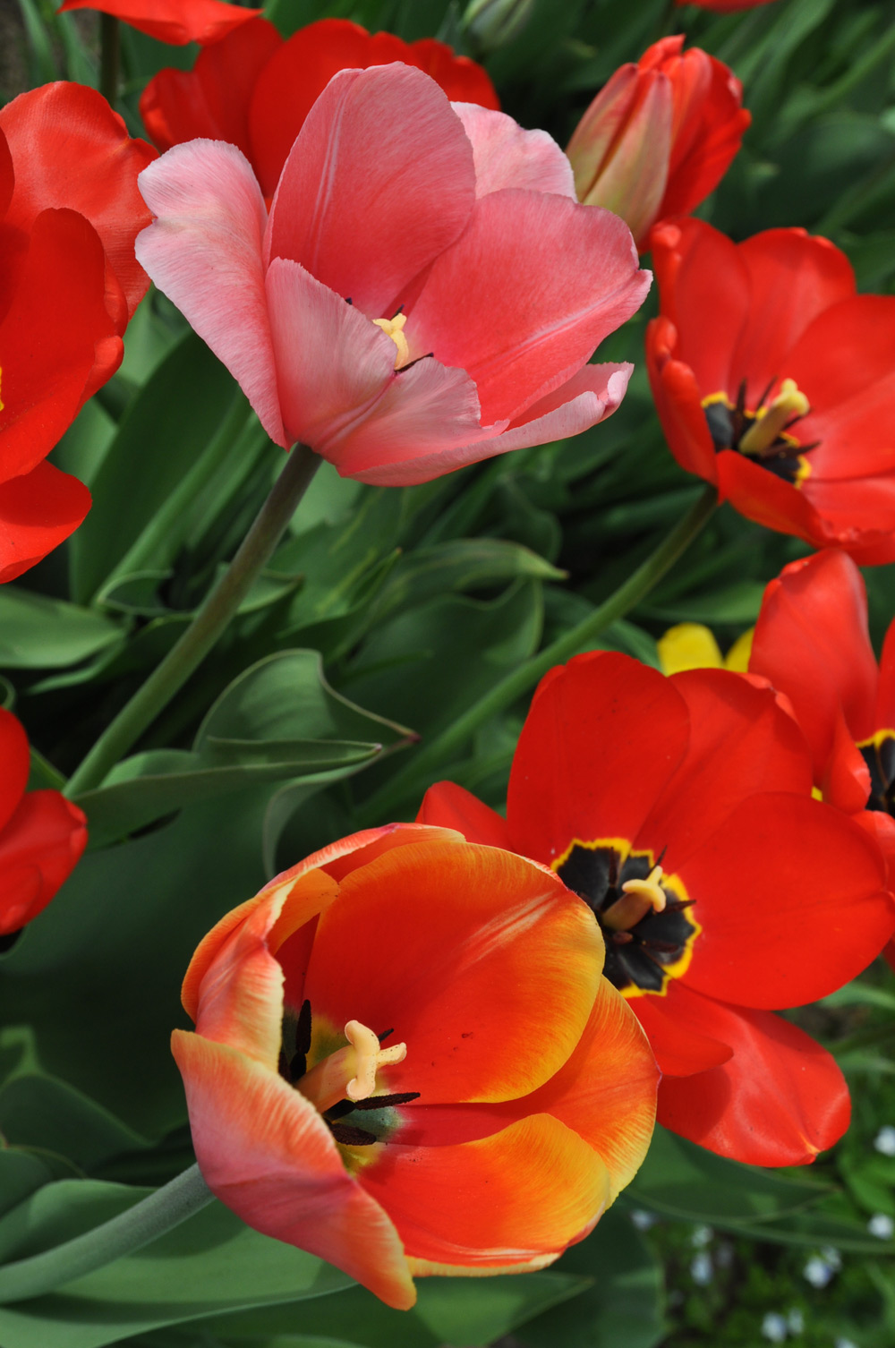 just tulips