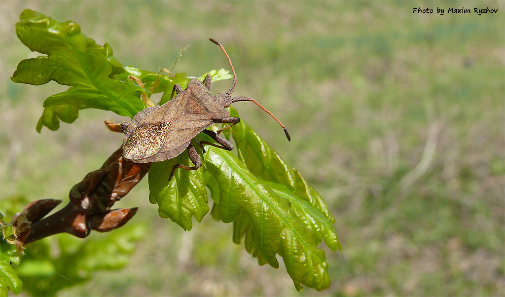 Краевик щавелевый Coreus marginatus