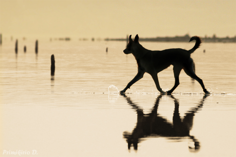 Water-walk