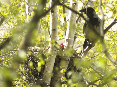 гордость отца