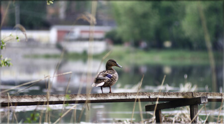 йа уточка! йа в море 