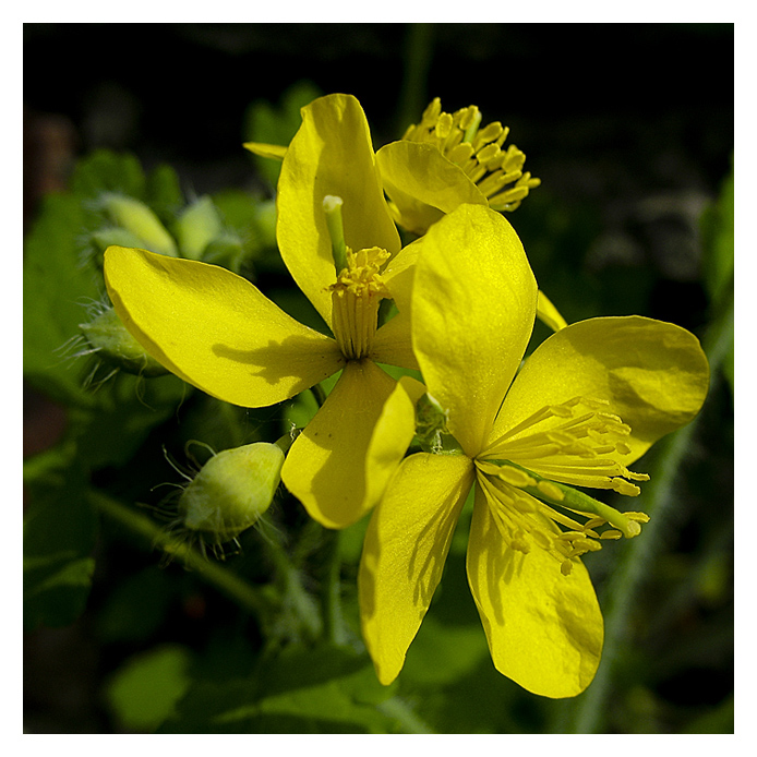 Flower yellow