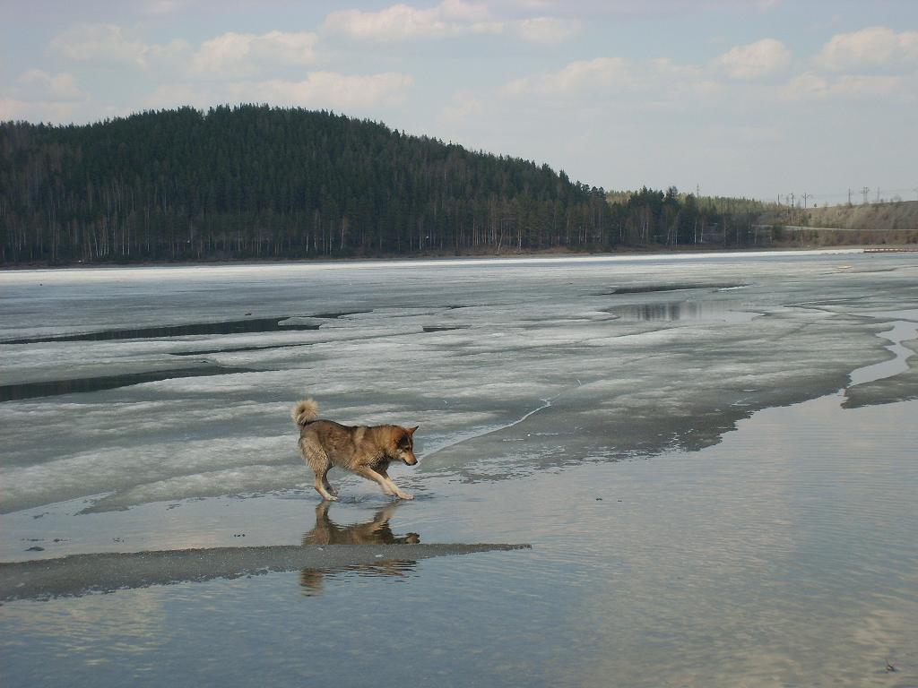 хрупкий лед