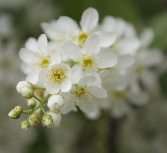 la primavera 