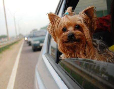 &amp;quot;Утомлённая в пробке&amp;quot;