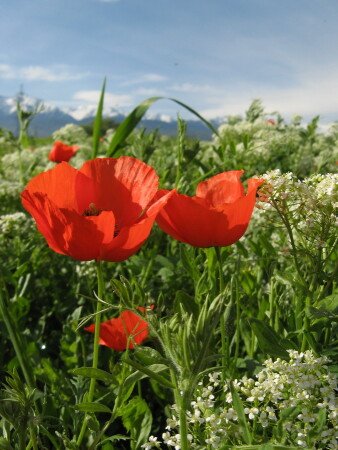 Весеннее утро