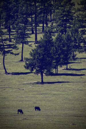 Rhythms of Mongolia#5