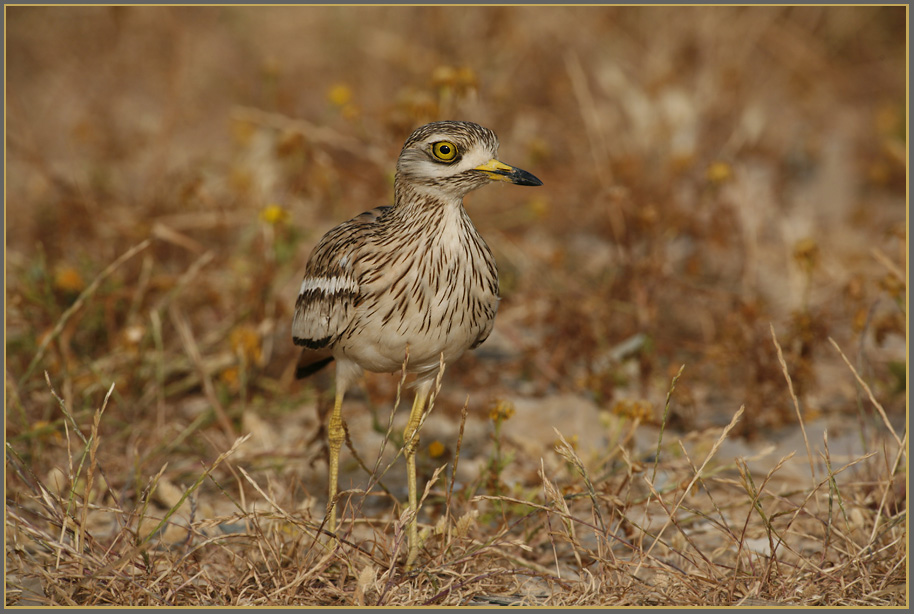 АВДОТКА (Burchinus oedicnemus)