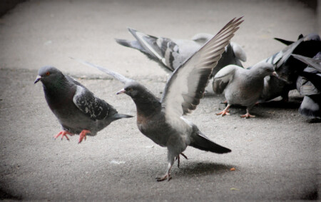 Главное крылья