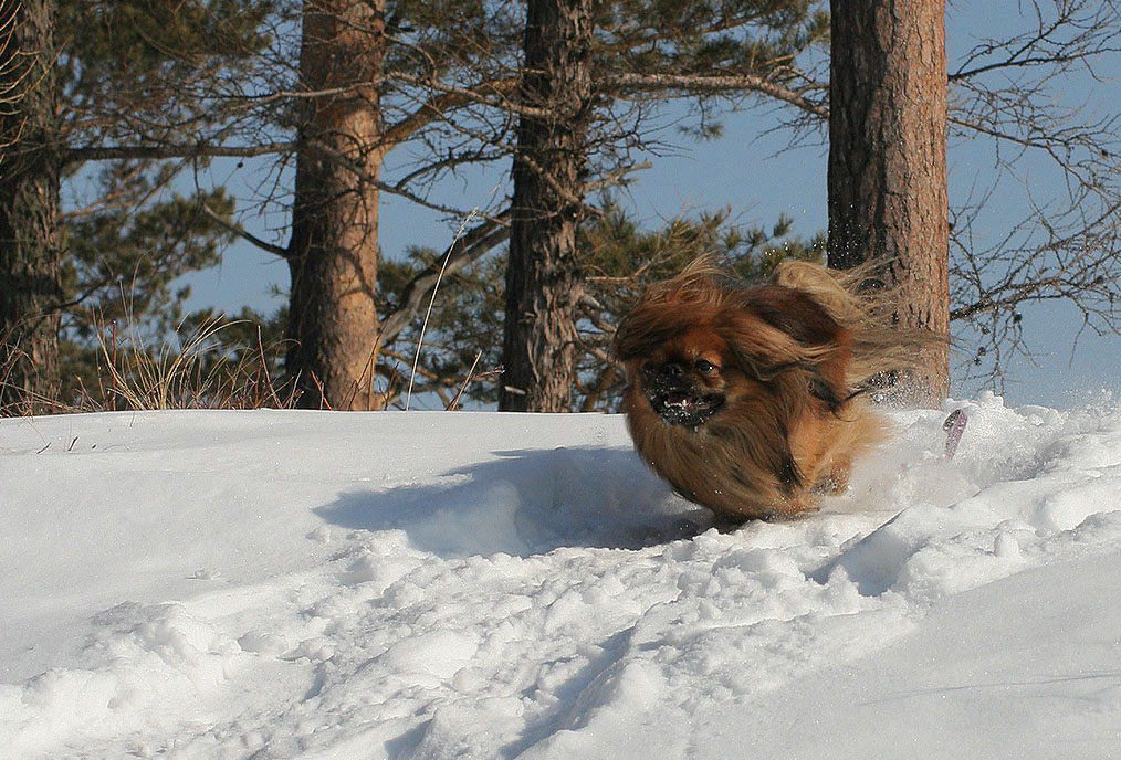 Свобода !!!