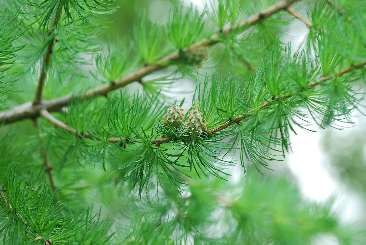 Лиственница на Helios 44