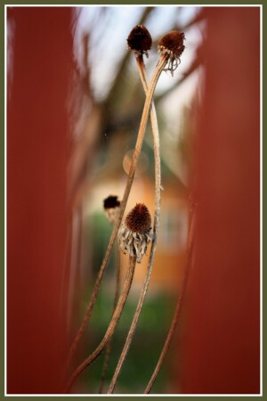 Коричневый забор