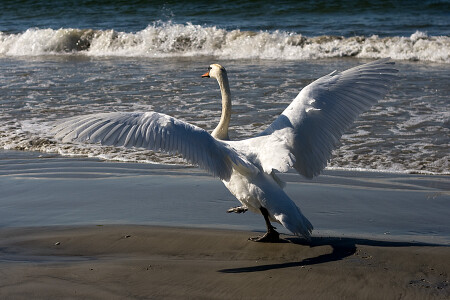 Расправив крылья,потанцуем