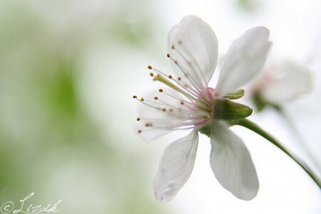 просто цветок.