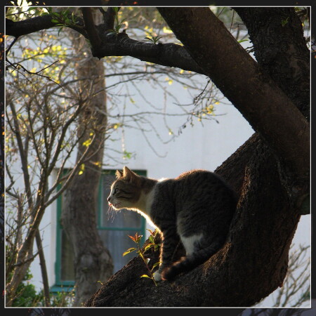 Охота на воробьев