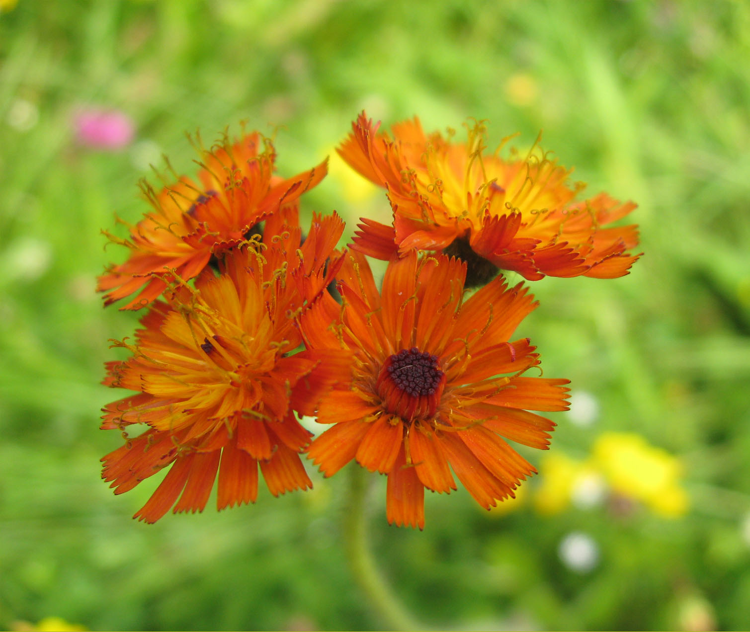 orange flower