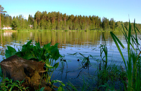 Летним утром