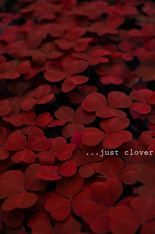 just clover