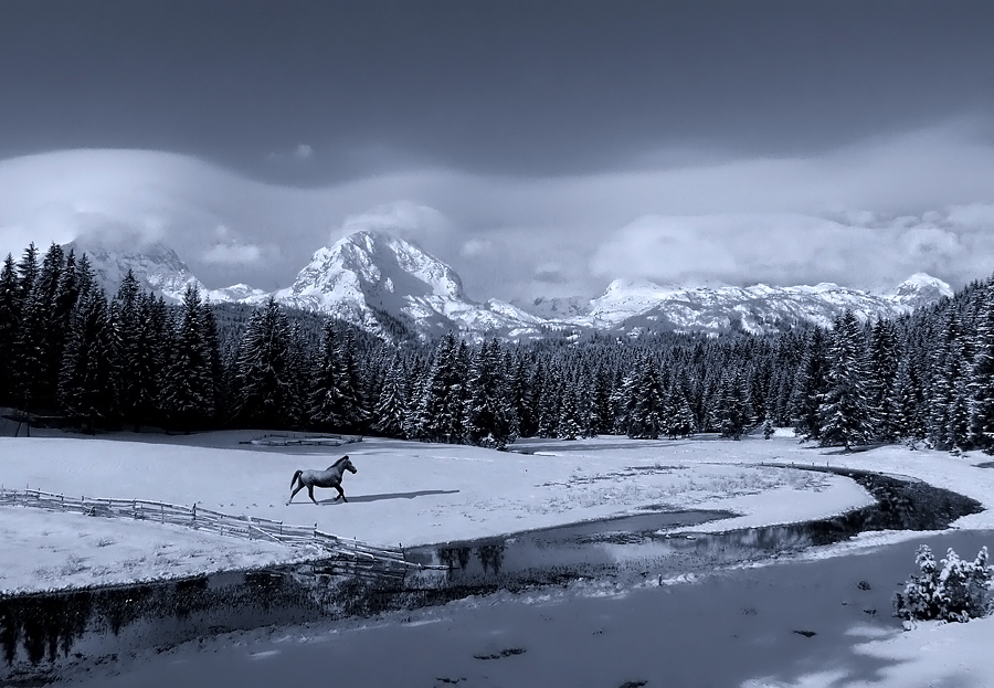 Black Horse &amp; White Snow