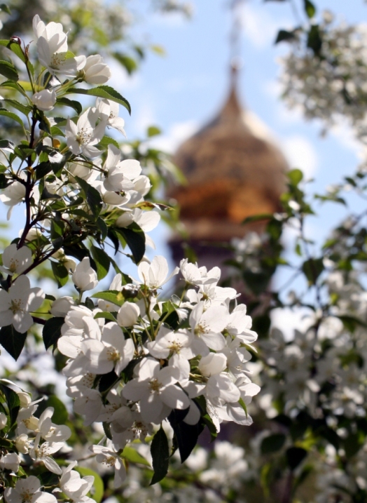 Ранет в цвету 