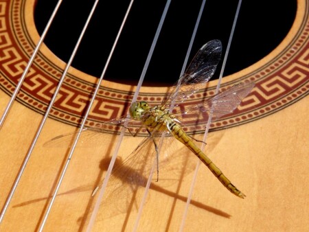 Лето красное пропела...