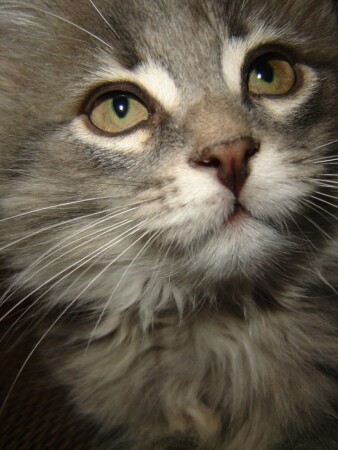 Бонапарт Бонифацич