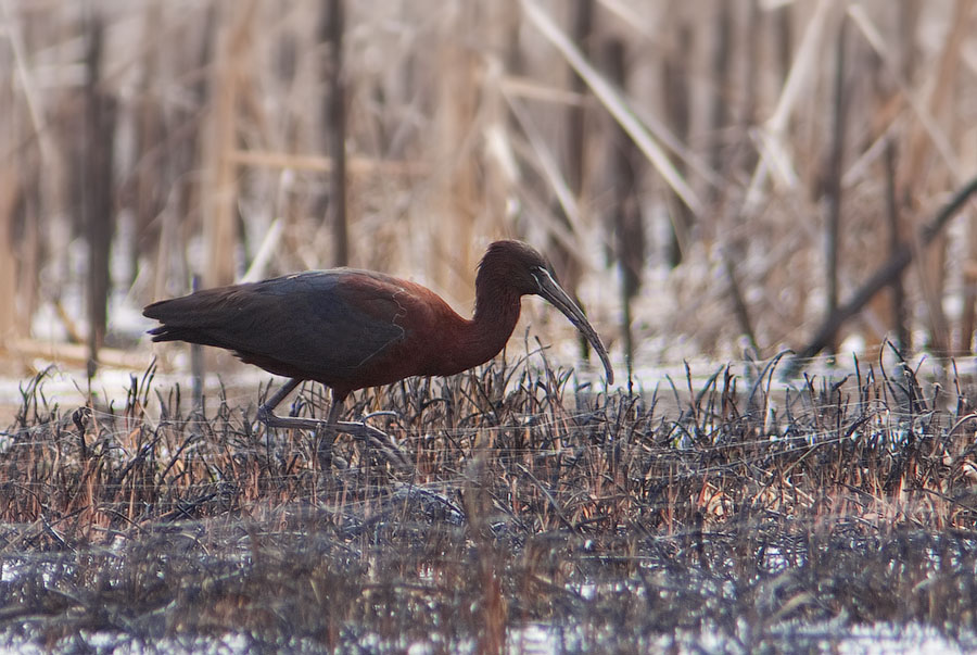 Glossy ibis