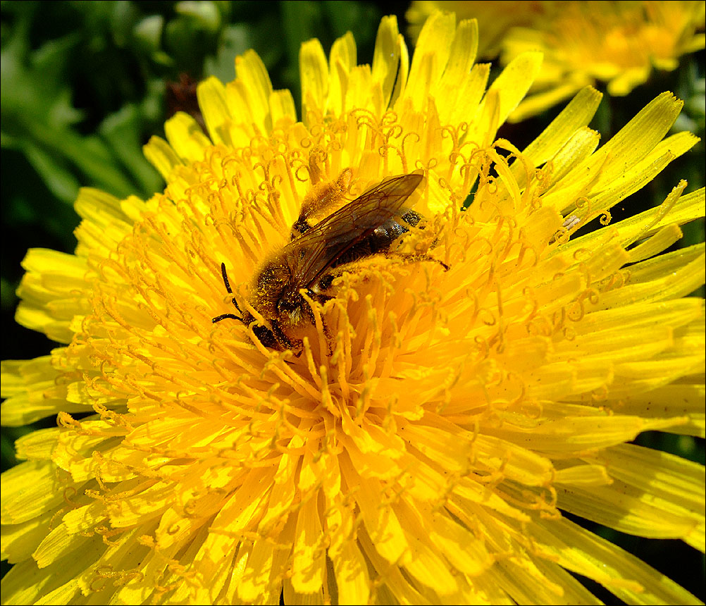 Sun flower works