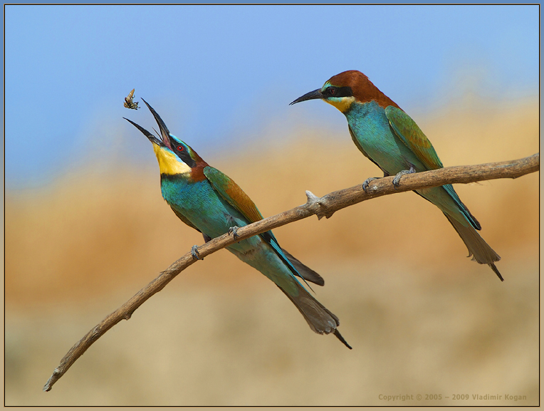 Bee-Eater Juggler