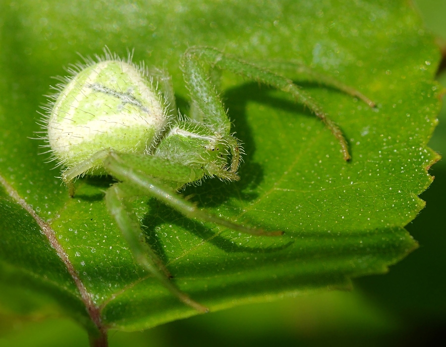 Натуралист 7 букв. Heriaeus hirtus. Heriaeus melloteei. Heriaeus melloteei паук. Паук бокоход зеленый.