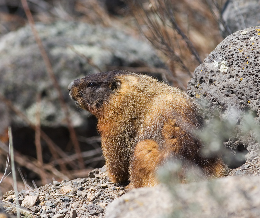 Marmot