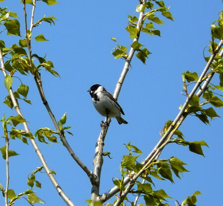 Овсянка камышовая