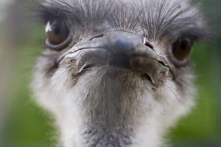 Важная Птица