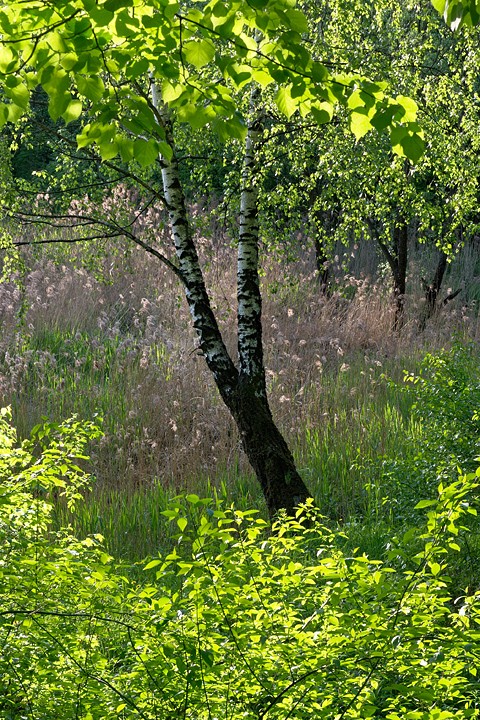 зелёнка