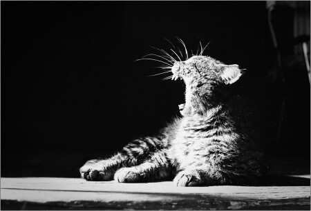 Страшнее тигра