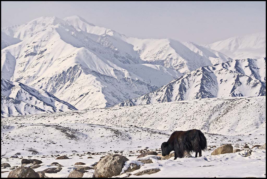 Ladakh - Страна перевалов - Впечатление 6