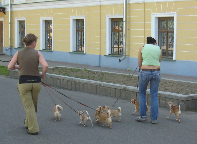 МОСЬКИ БЕЗ СЛОНА