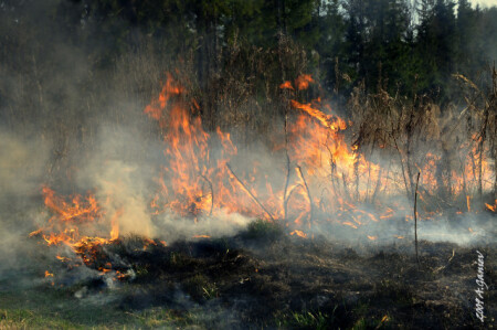 лесной пожар