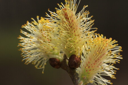 Вестники Весны