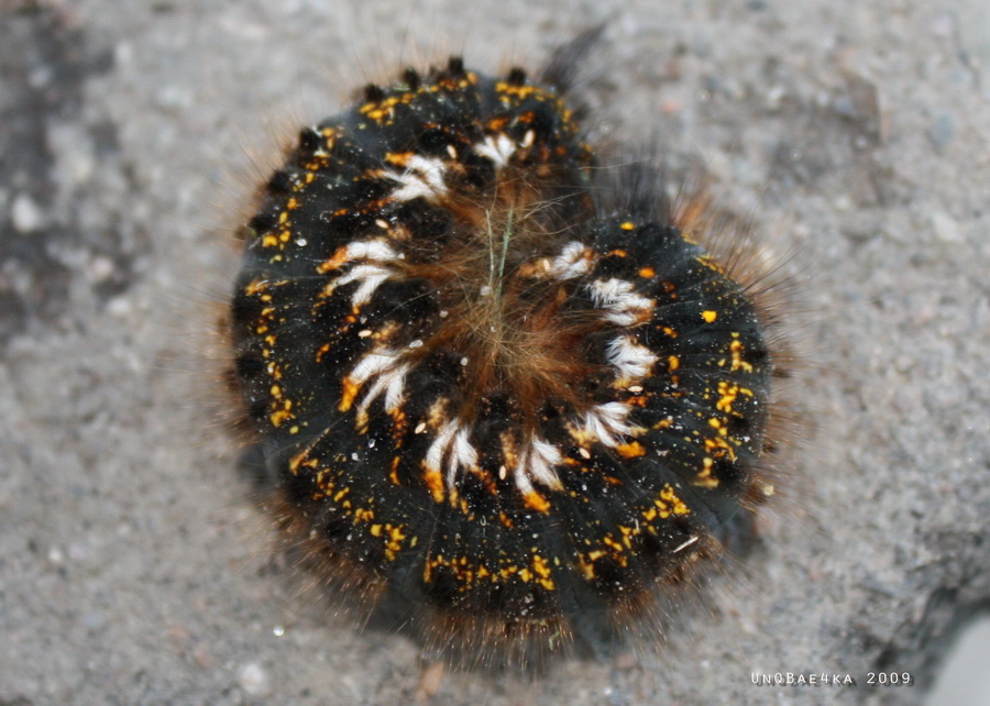 Caterpillar