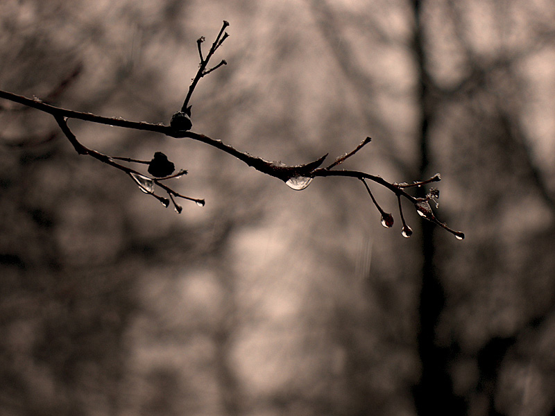 [Twig]