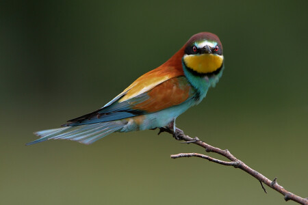 Недовольная щурка