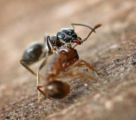 Красные WS Чёрные.