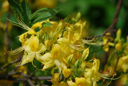 ах эти замысловатые изгибы