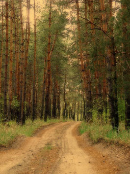 Дорога в лесу