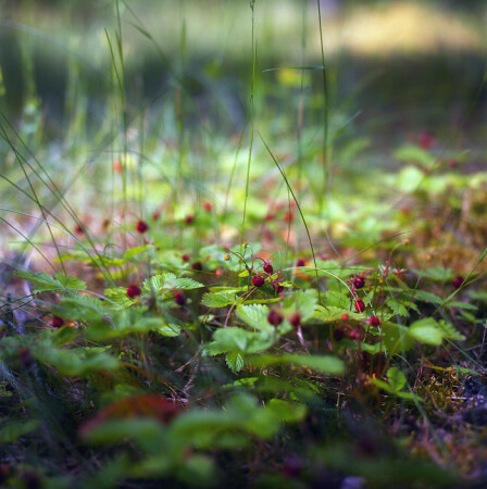 wild berries